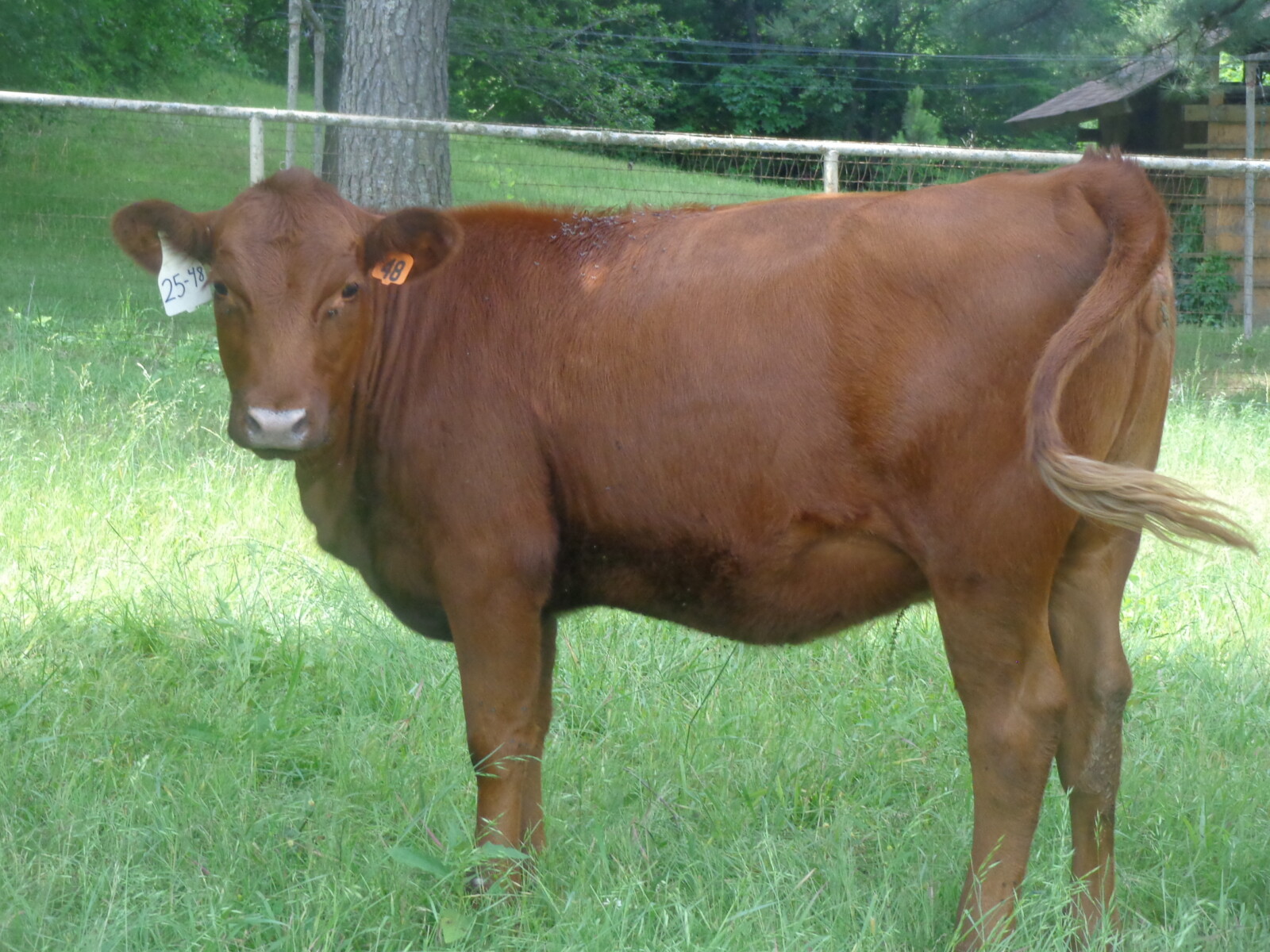 5 South Poll Heifers
