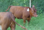5 South Poll Heifers