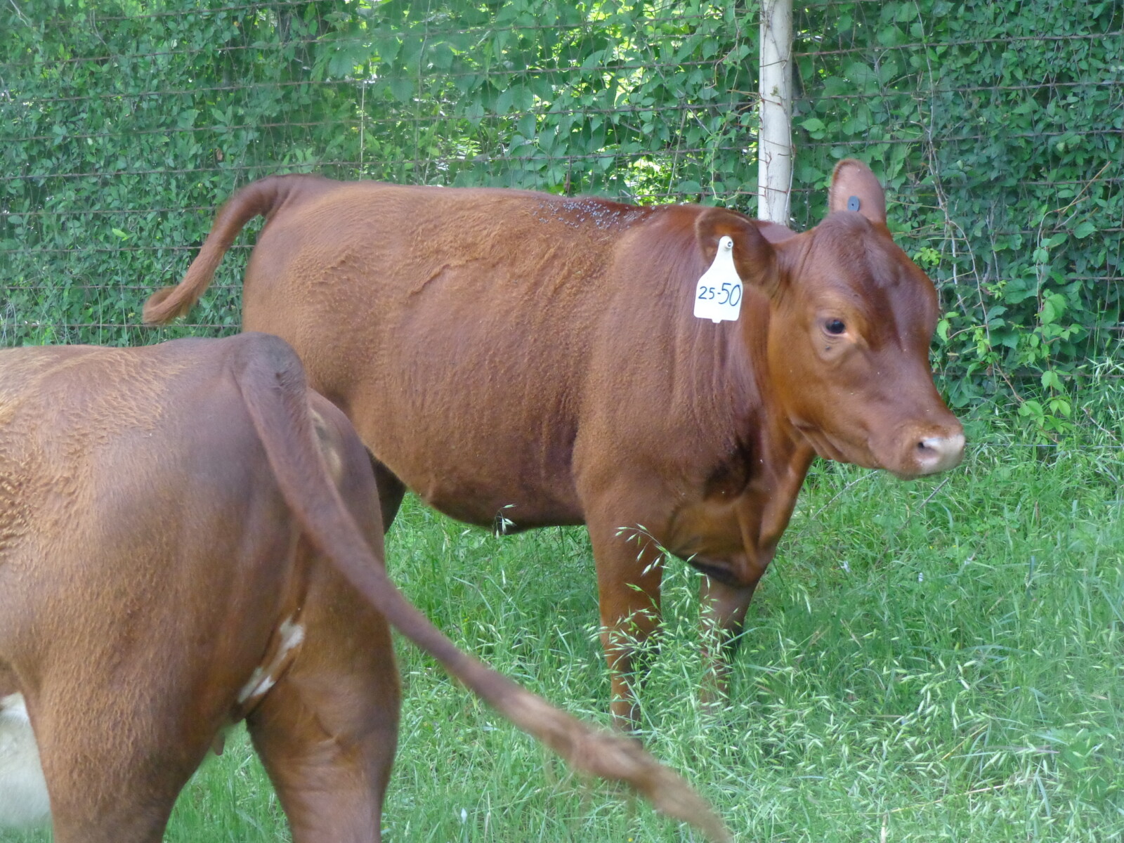 5 South Poll Heifers
