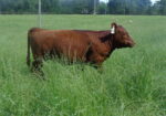 5 South Poll Heifers