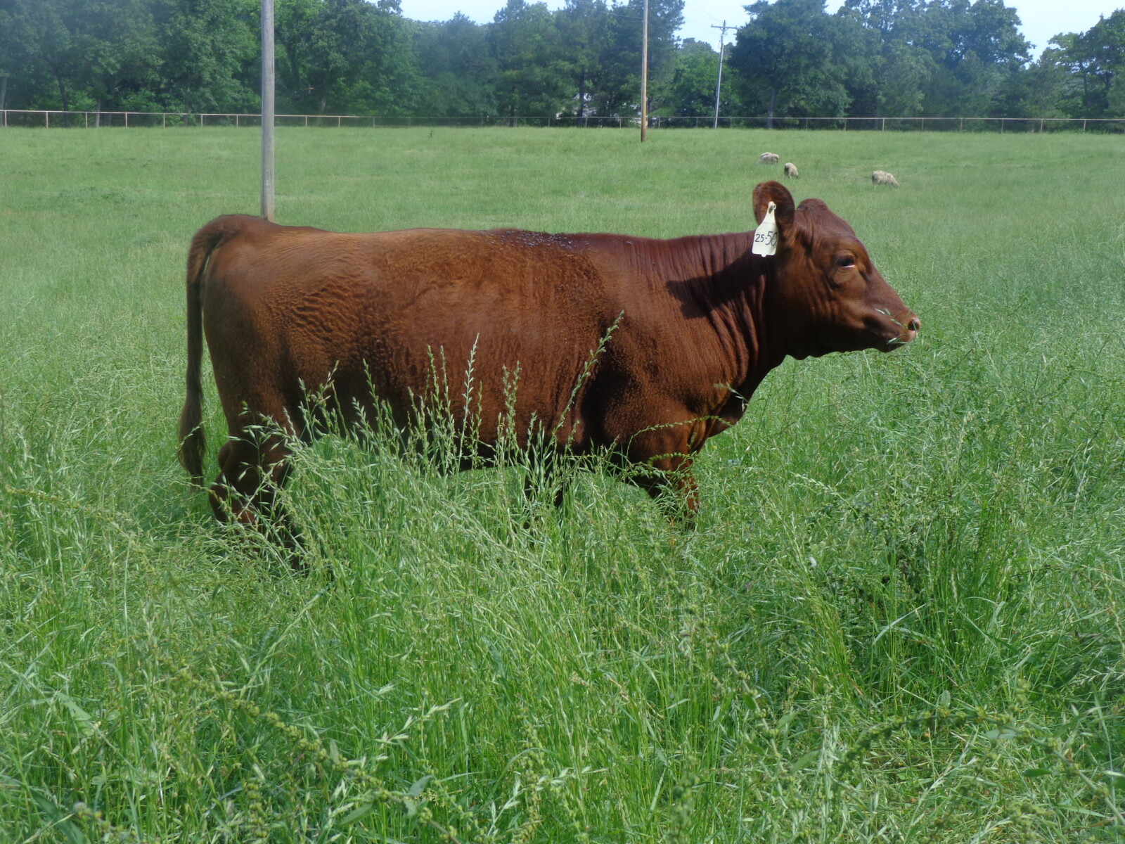 5 South Poll Heifers