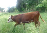 5 South Poll Heifers