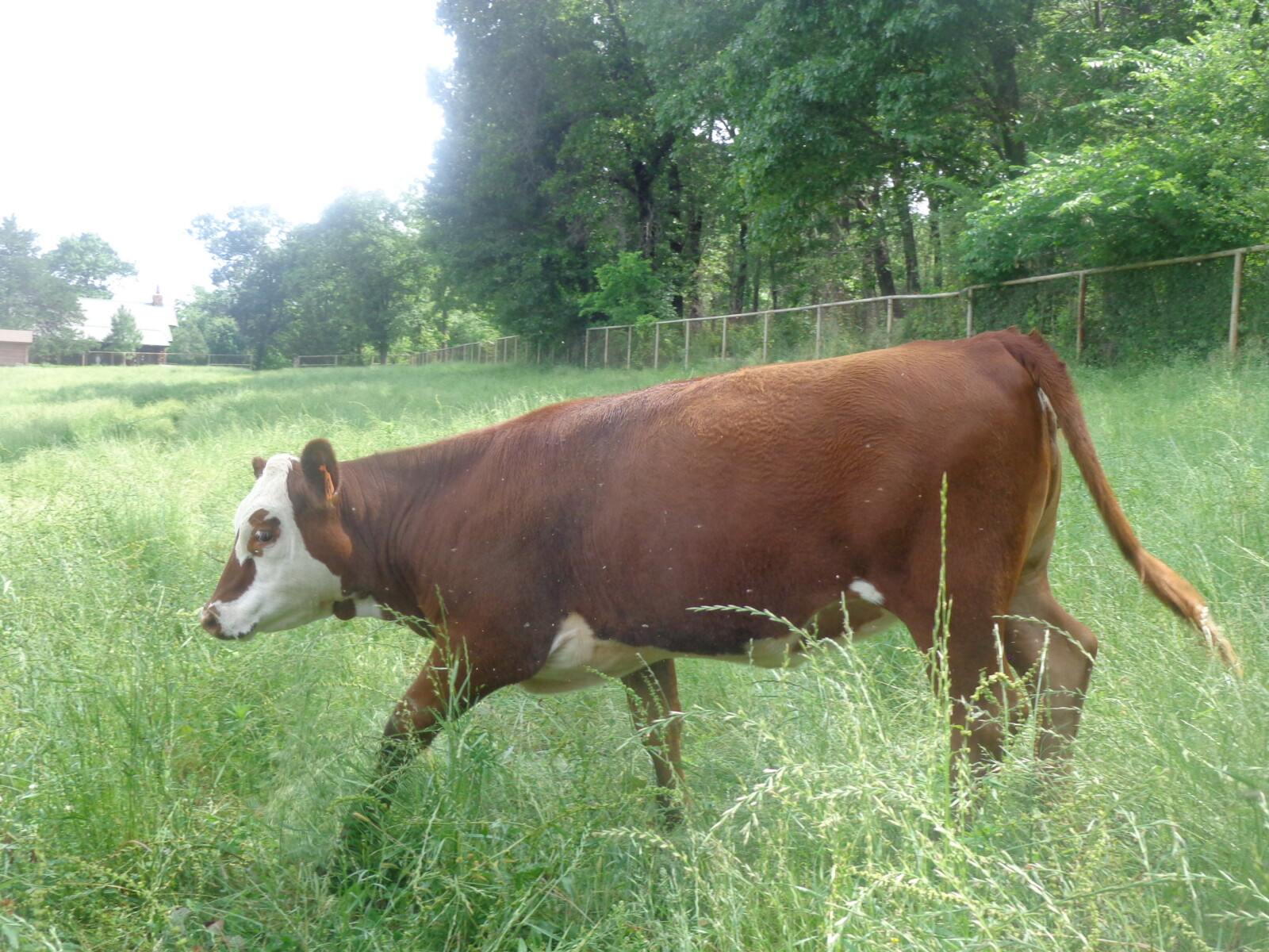 5 South Poll Heifers