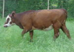5 South Poll Heifers
