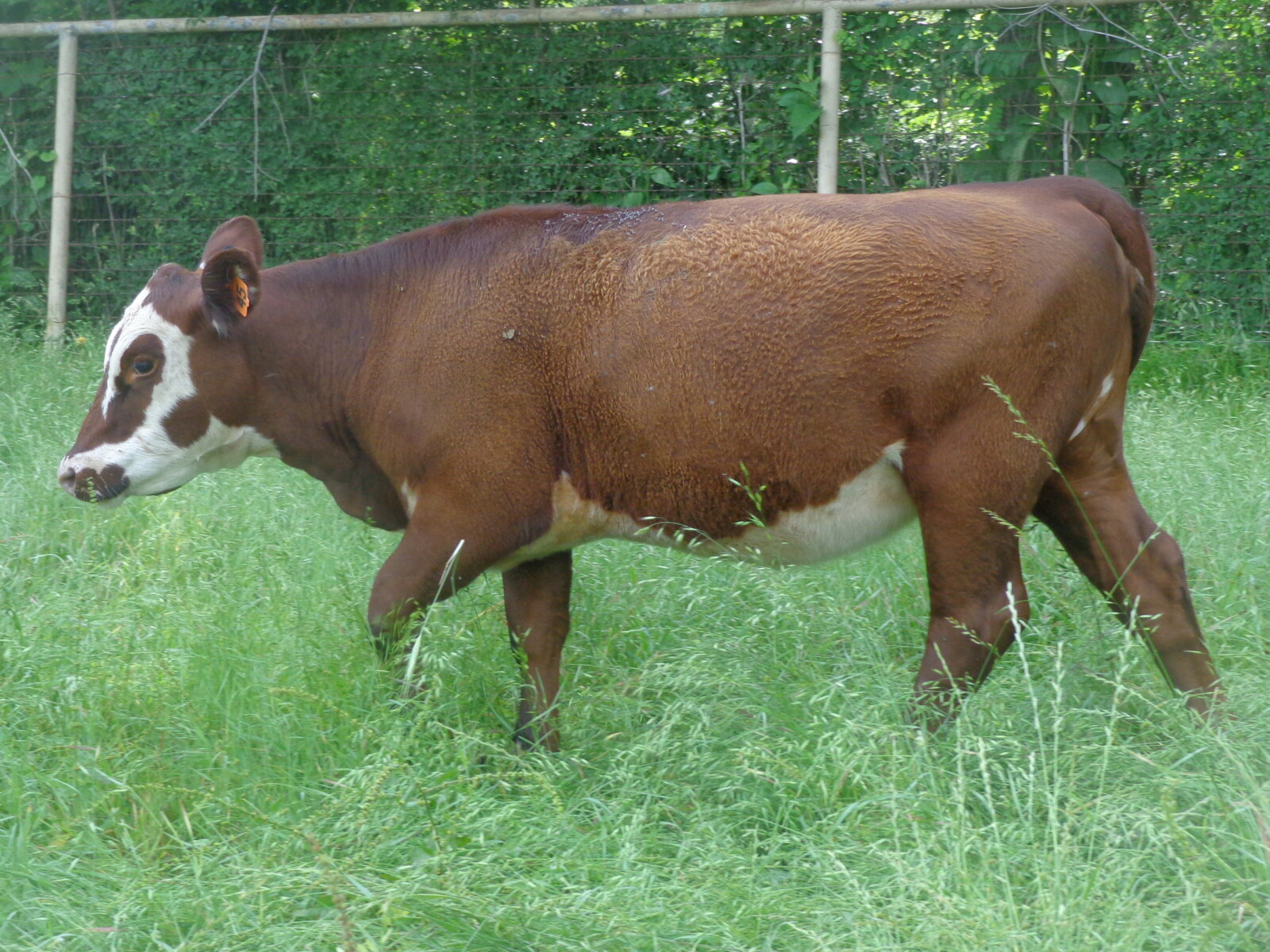 5 South Poll Heifers