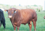Bull for Lease in Virginia