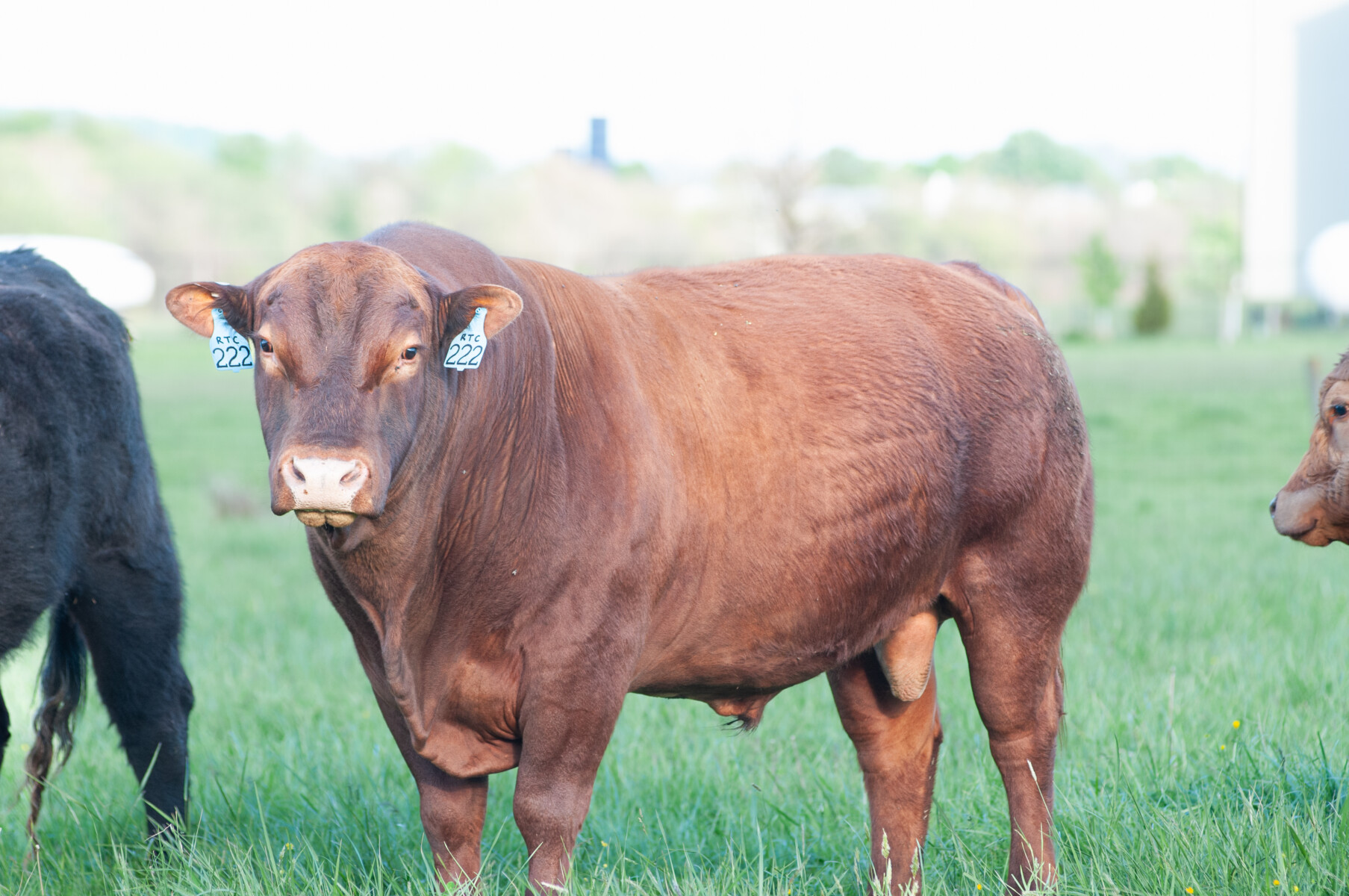 Bull for Lease in Virginia