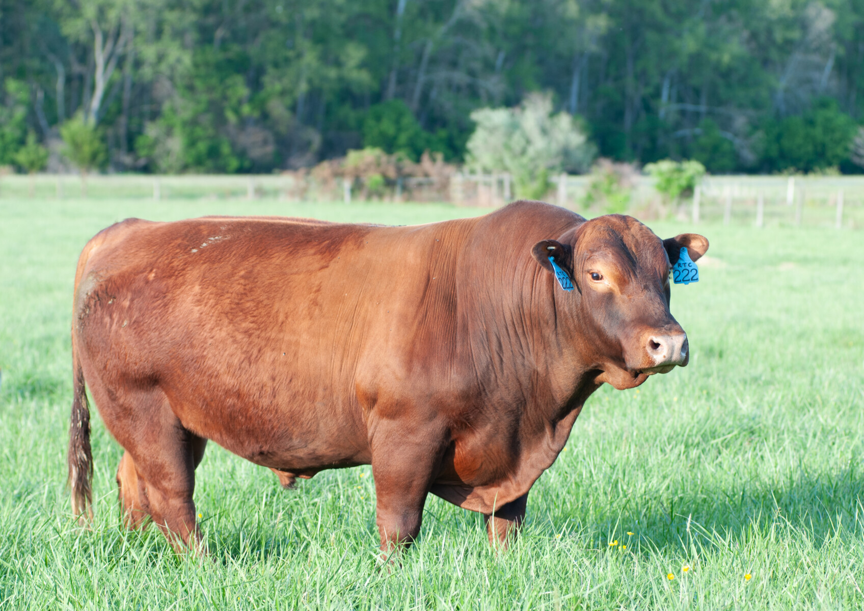 Bull for Lease in Virginia
