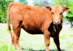 FULL BLOOD SOUTH POLL HEIFER