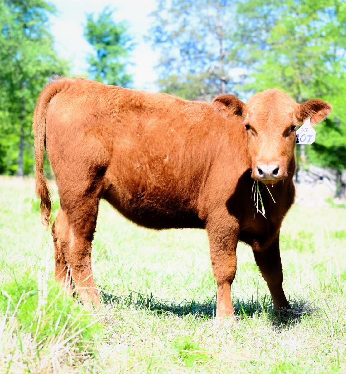 FULL BLOOD SOUTH POLL HEIFER