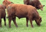 Yearling Bulls