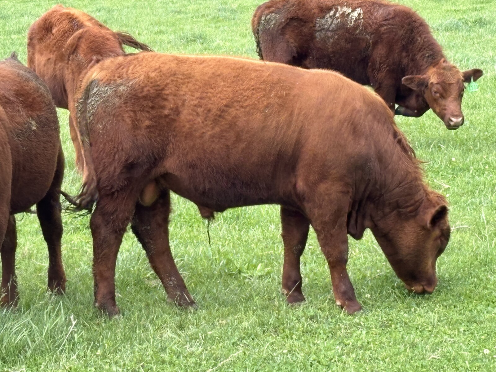 Yearling Bulls