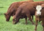 Yearling Steers