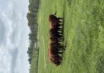 Yearling Steers