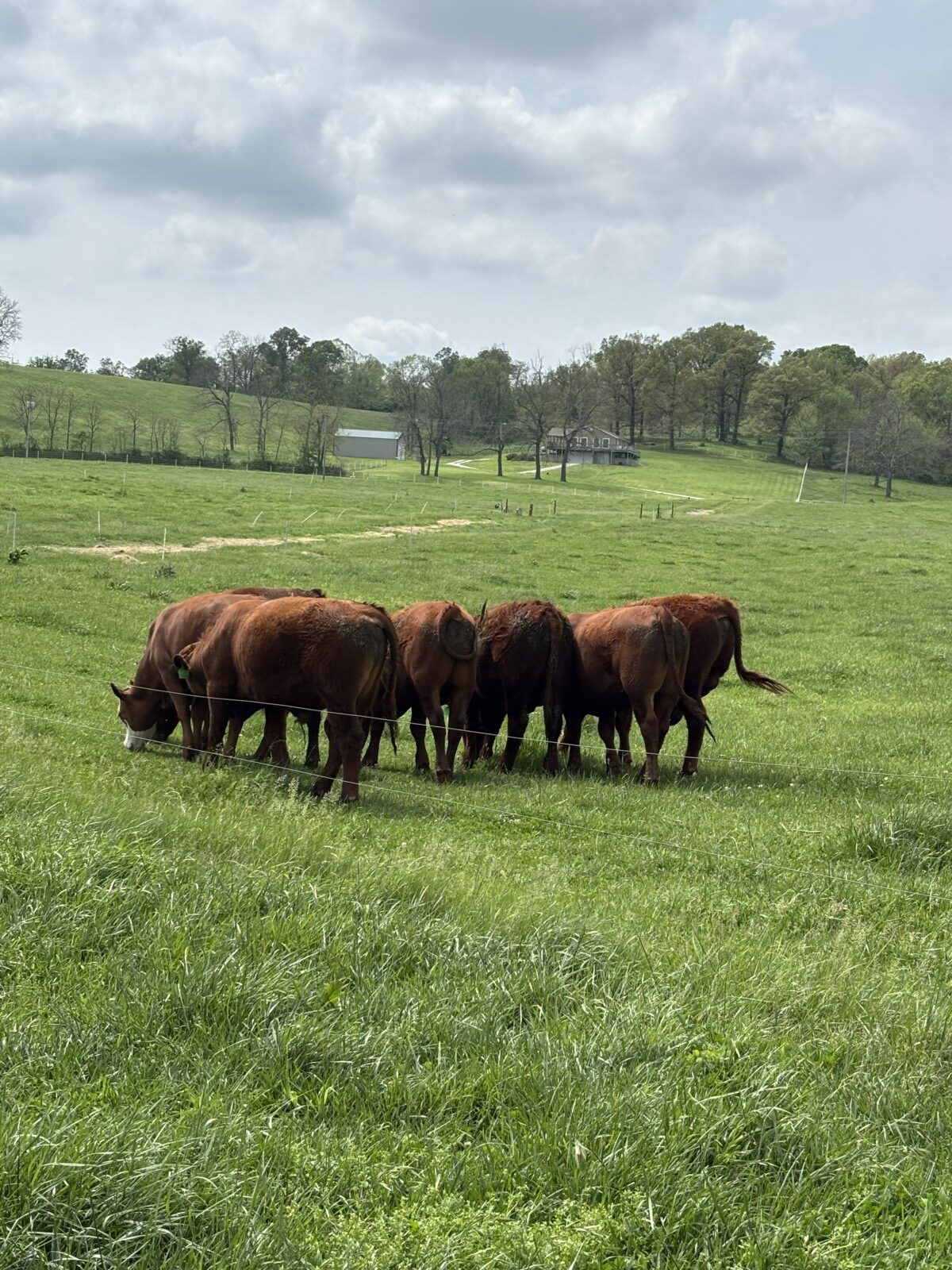 Yearling Steers