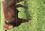 Yearling Bulls
