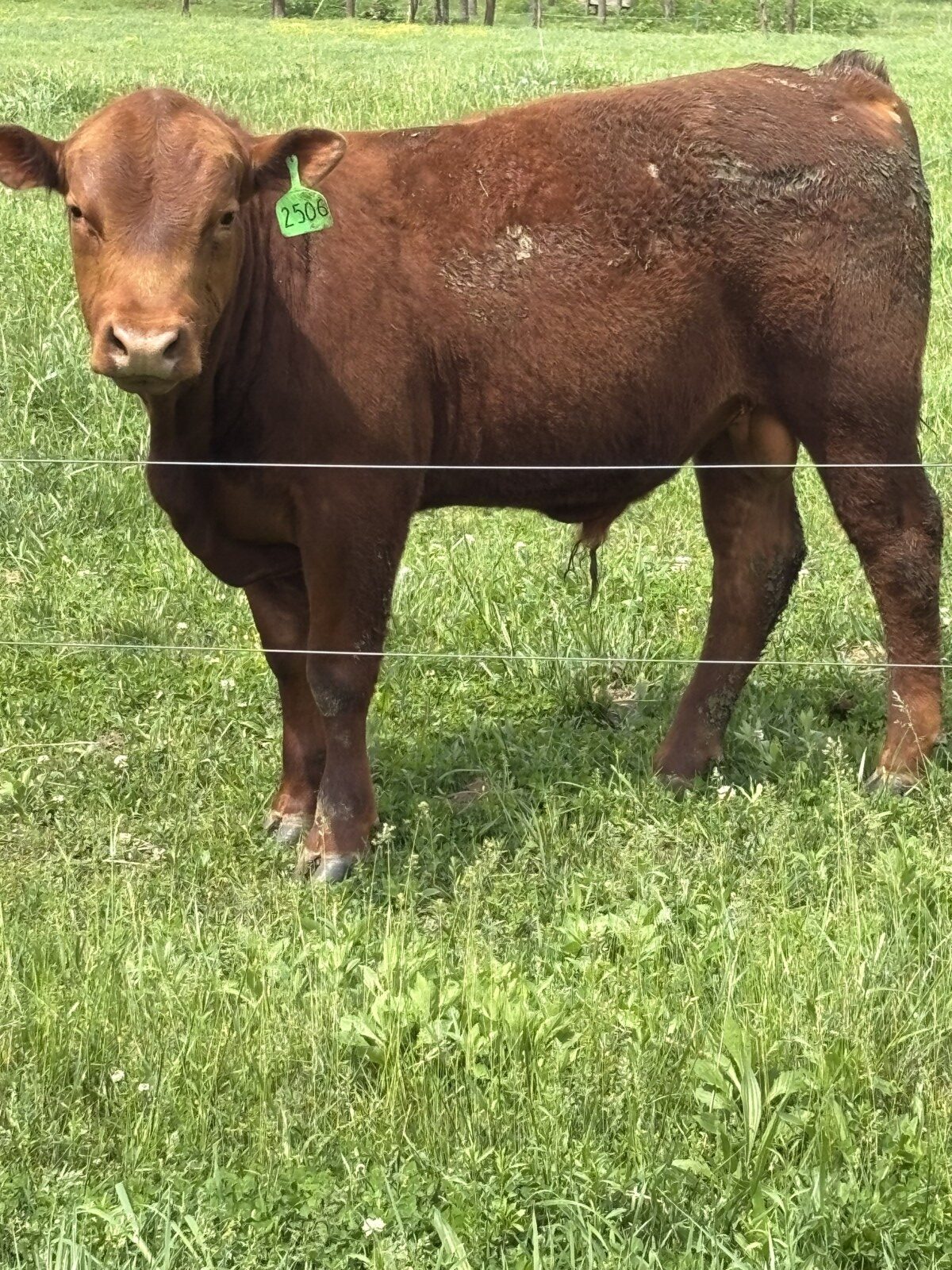 Yearling Bulls