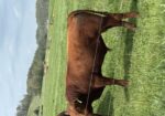 Yearling Bulls