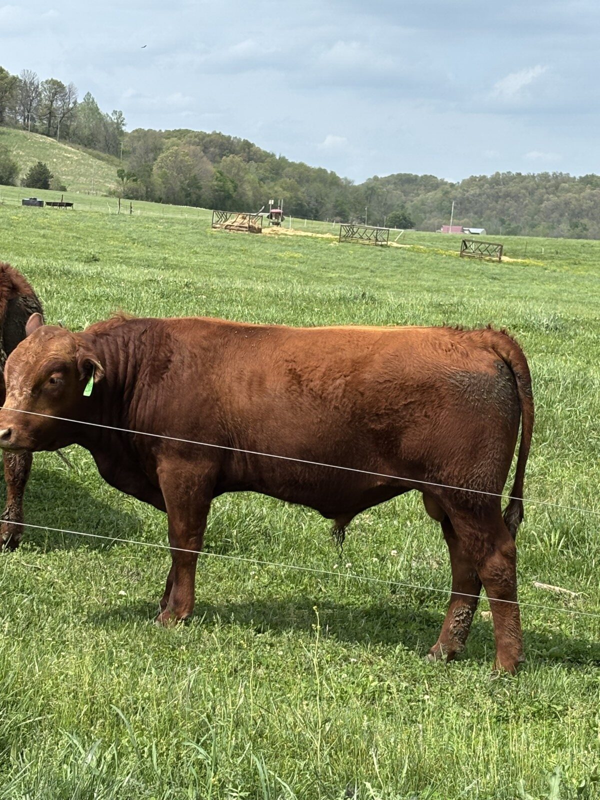 Yearling Bulls