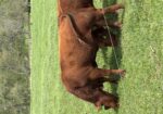 Yearling Bulls
