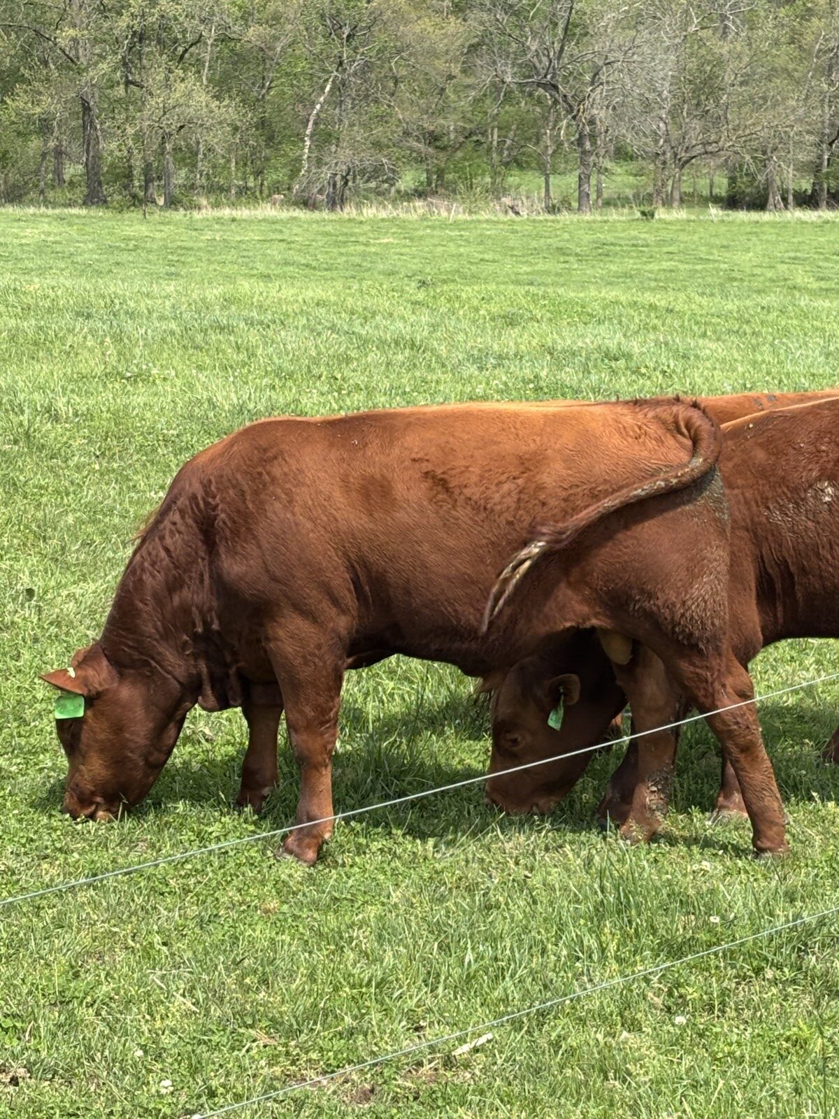 Yearling Bulls