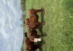 Yearling Steers