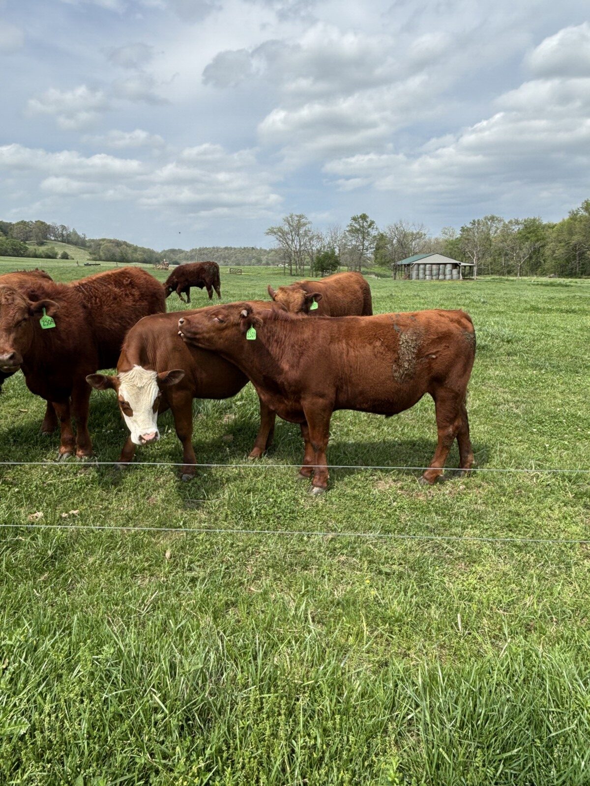 Yearling Steers