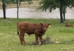 4 year old proven 50% Registered South Poll Cows for sale with bull calves