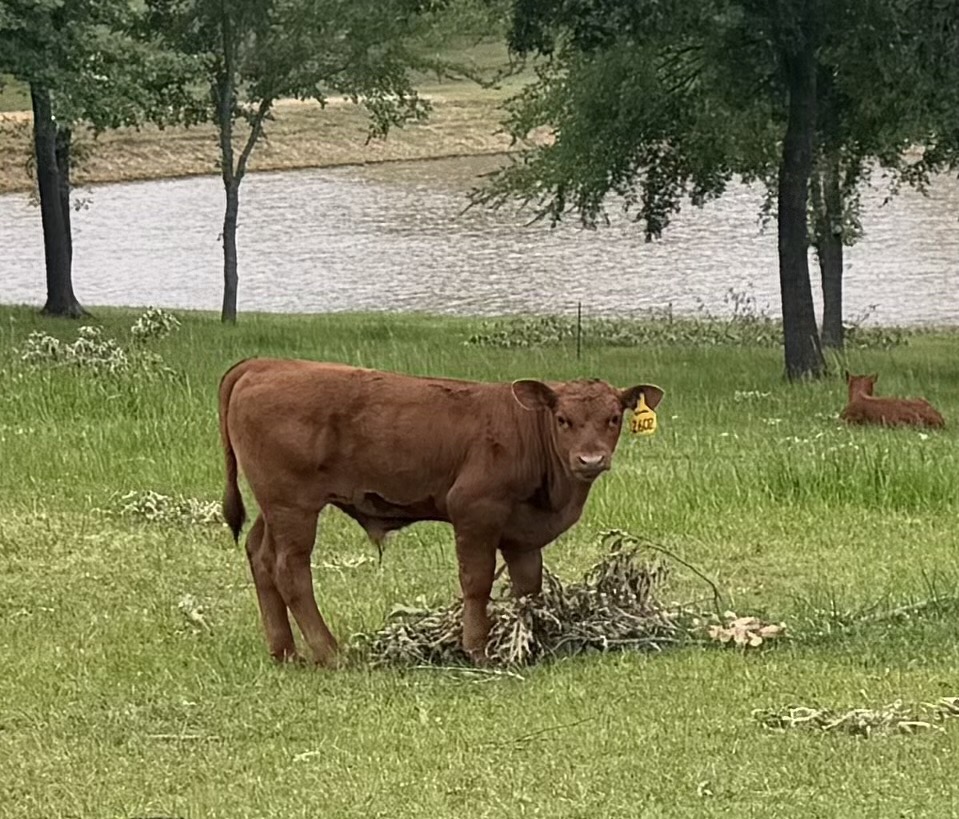 4 year old proven 50% Registered South Poll Cows for sale with bull calves