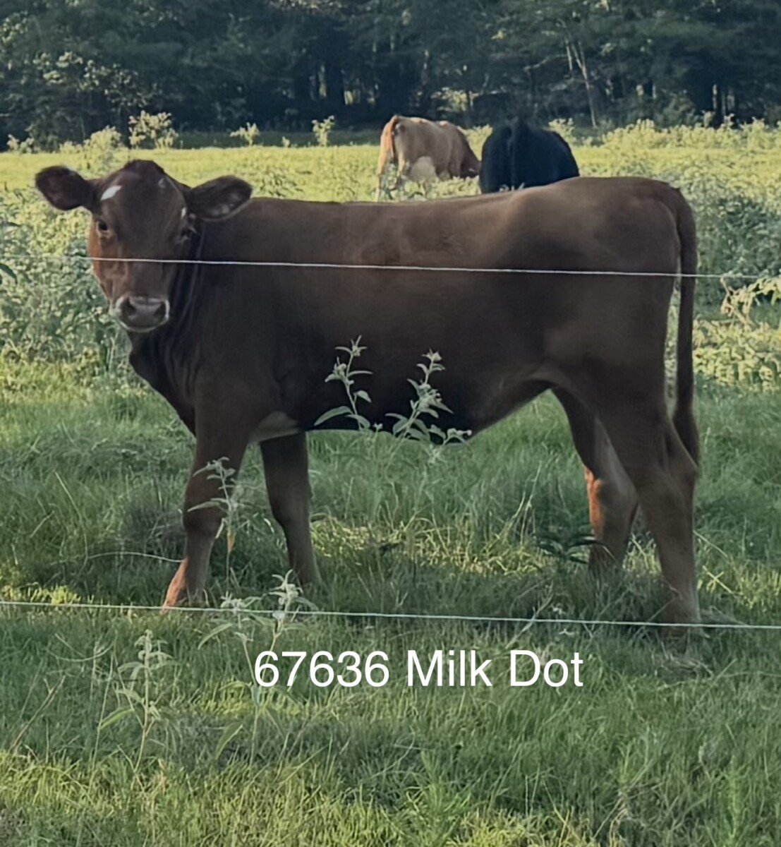 Full Blood Registered South Poll Heifer, DOB 250208, 67636, Great Granddaughter of ROMEO, Superior Genetics from SVR, Holiday Ranch, Voss, Hope Hill Farms