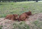 4 year old proven 50% Registered South Poll Cows for sale with bull calves