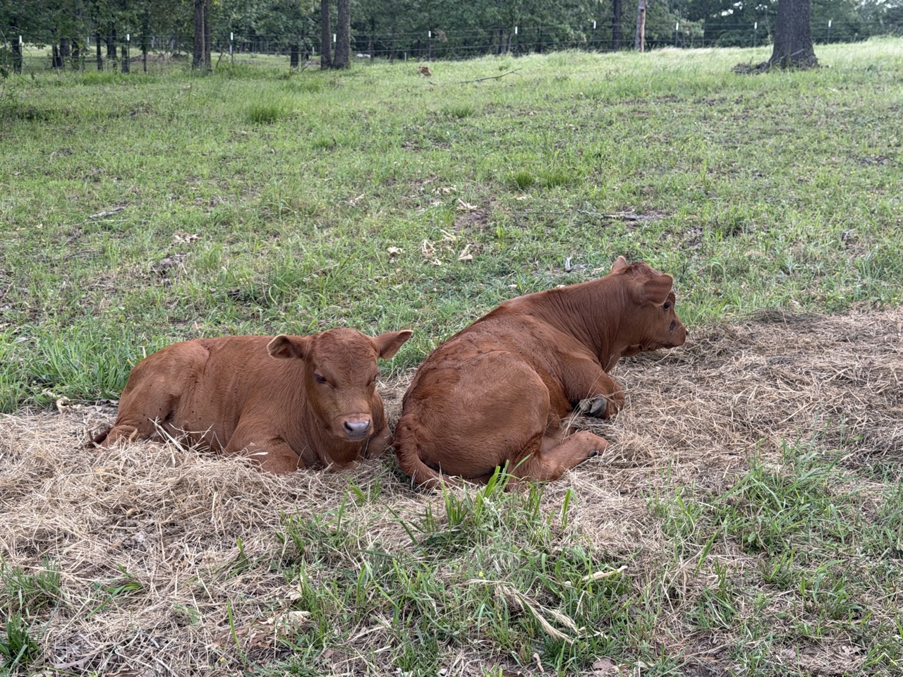 4 year old proven 50% Registered South Poll Cows for sale with bull calves