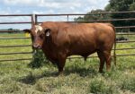 3 Year old Full blood Bull