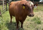 3 Year old Full blood Bull