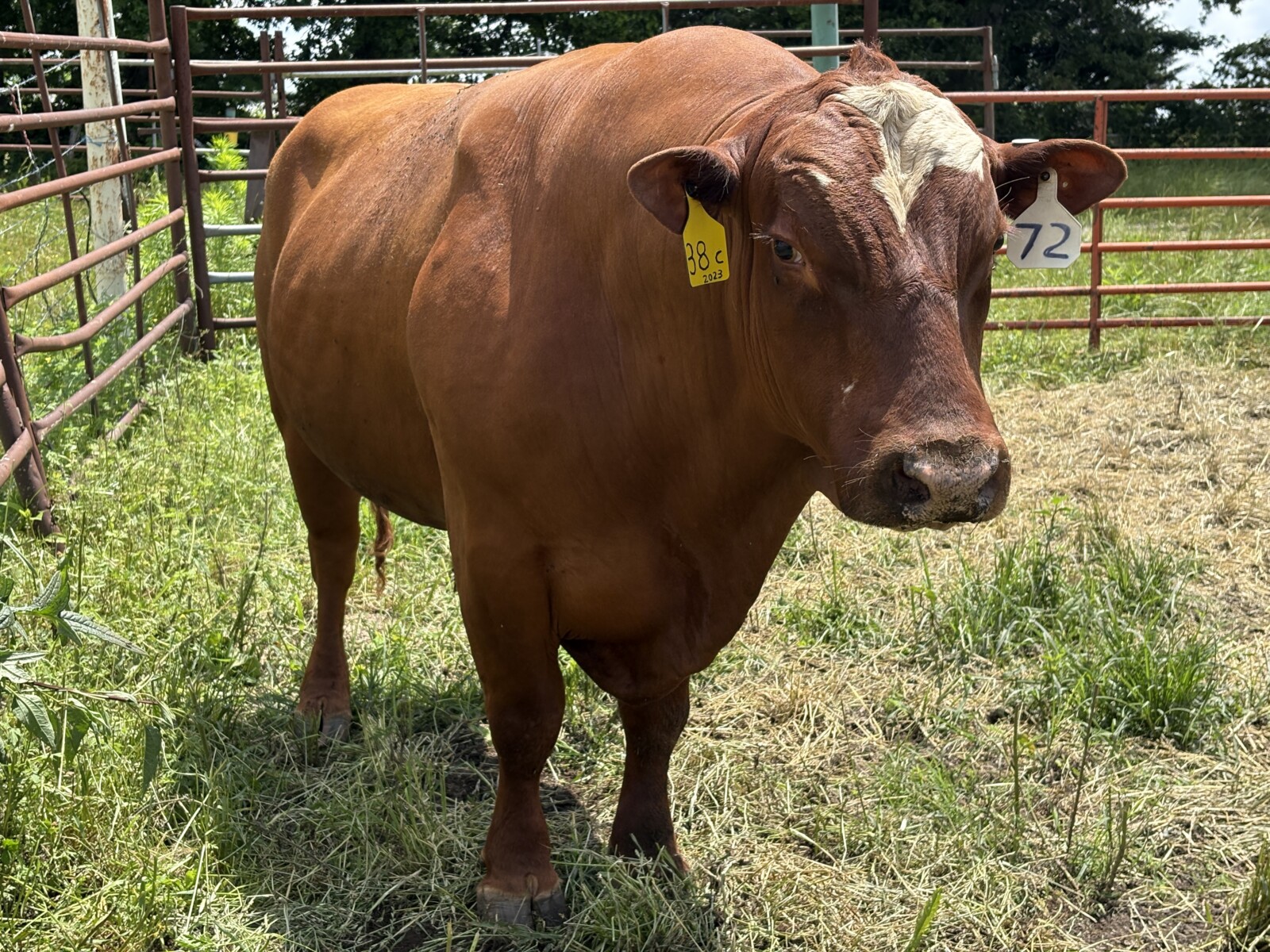3 Year old Full blood Bull