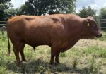 3 Year old Full blood Bull