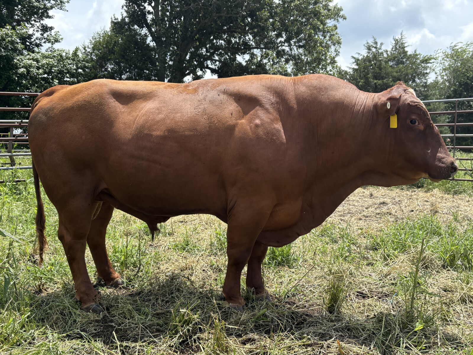 3 Year old Full blood Bull