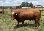 3 Year old Full blood Bull