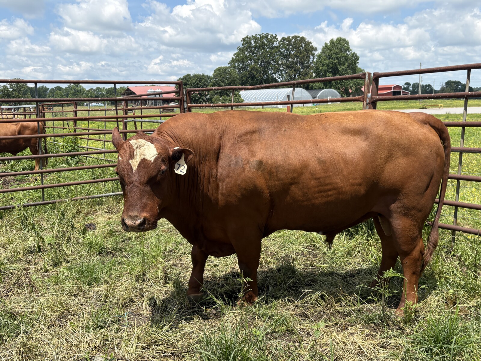 3 Year old Full blood Bull