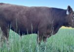 SOUTH POLL BULLS