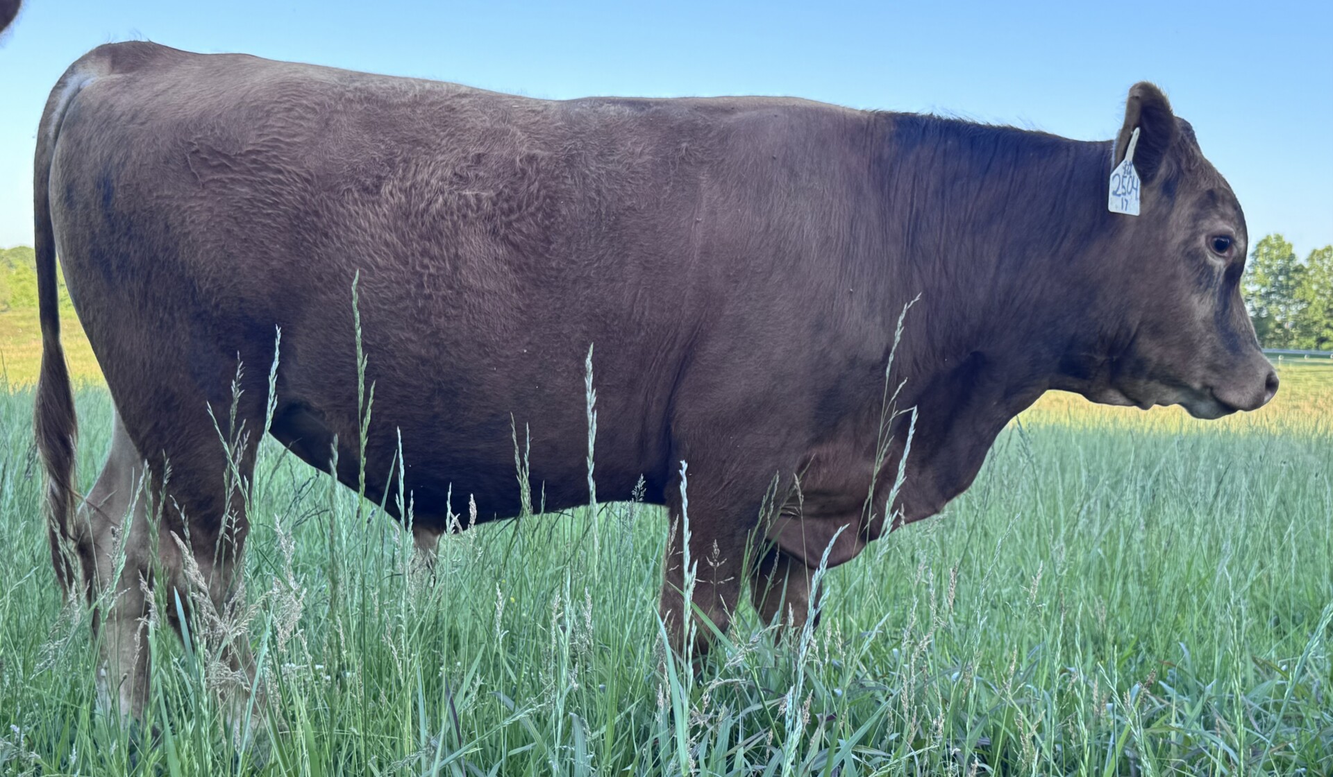 SOUTH POLL BULLS