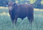 SOUTH POLL BULLS