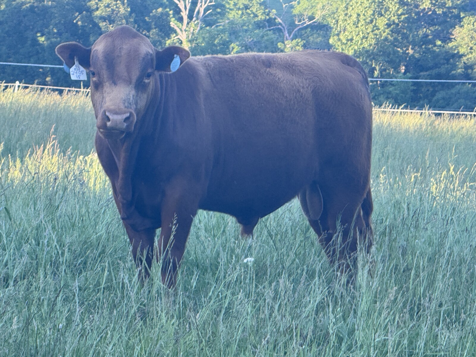 SOUTH POLL BULLS