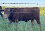 SOUTH POLL BULLS