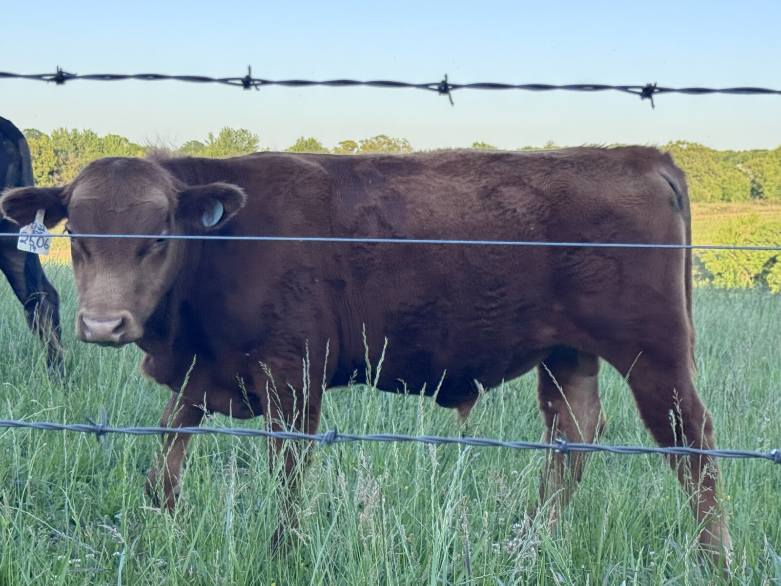 SOUTH POLL BULLS