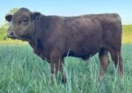 SOUTH POLL BULLS