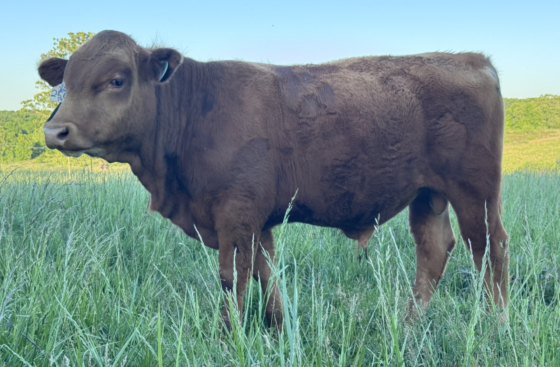 SOUTH POLL BULLS