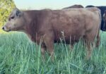 SOUTH POLL BULLS