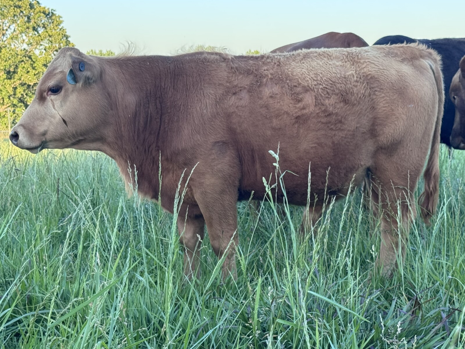 SOUTH POLL BULLS