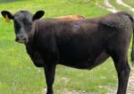 2 Yearling Heifers